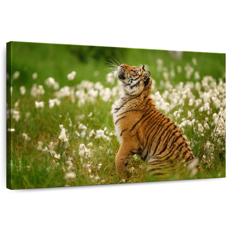 Brampt Tiger Cub, 30" H x 45" W