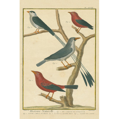 Dessin d'oiseau III