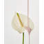 La Rose Jar Candle