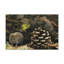 No Frame Print on Canvas-969754884