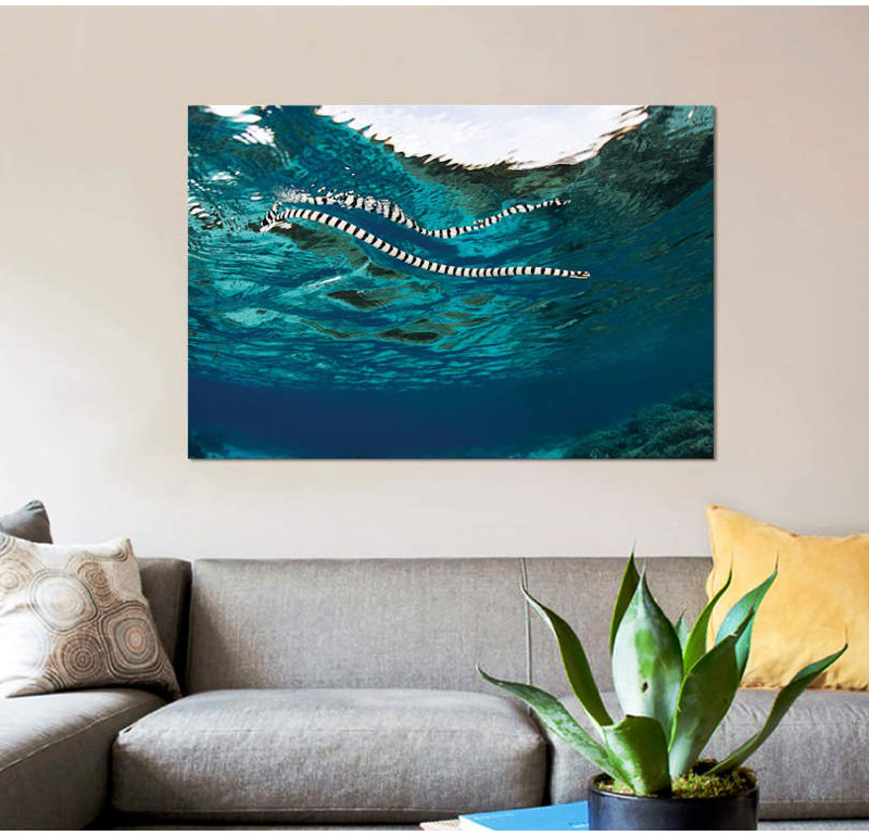 " A Banded Sea Snake (Laticauda Colubrina) Swims At The Surface, Indonesia " by Ethan Daniels, 18" H x 26" W x 1.5" D, No Mat