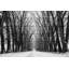 «Rows Of Trees» par Parvez Taj - reproduction de photo non encadrée sur bois-1325904832