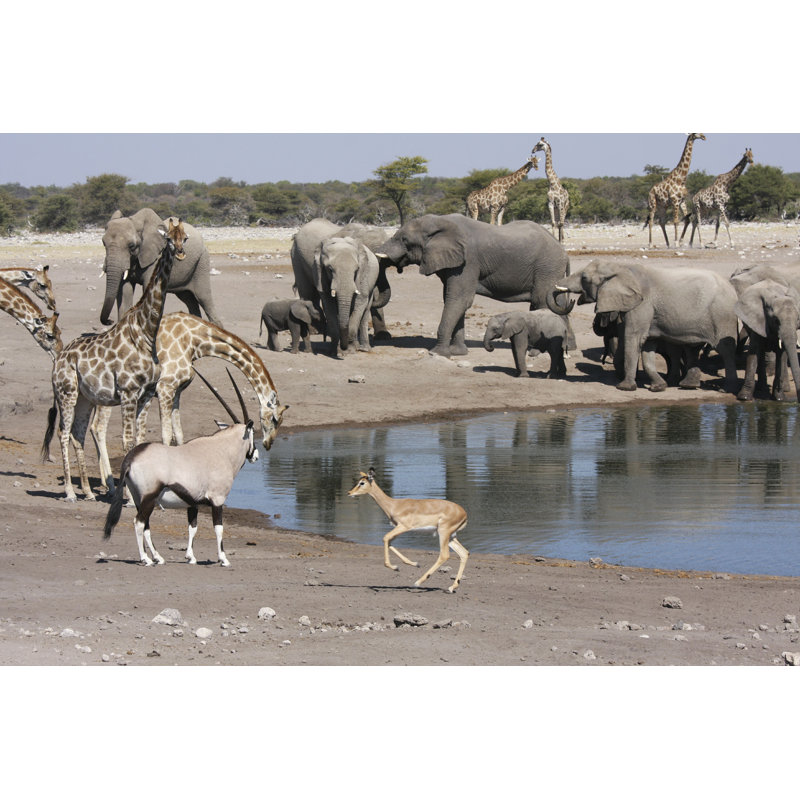 Faune de Ajae en Namibie - Photographie sur toile tendue, H 8 po x l 12 po