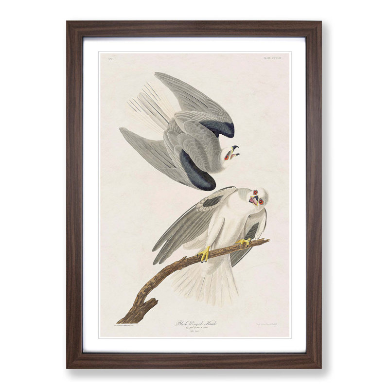 Black-Winged Hawk by John James Audubon - Picture Frame Art Print, 36cm H x 27cm W x 2cm D, Walnut Framed
