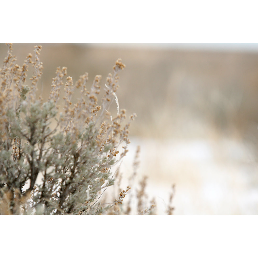 Winter Sagebrush von BrandyTaylor - Druck auf Leinwand ohne Rahmen