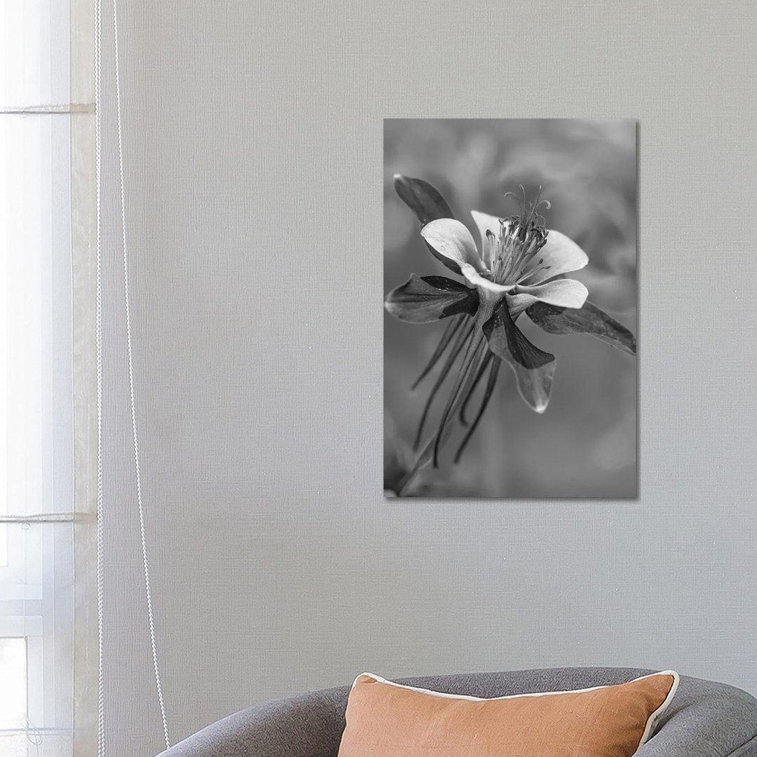 Colorado Blue Columbine Flower Close Up, North America by Tim Fitzharris - Wrapped Canvas Print