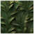 Dark Green Gold