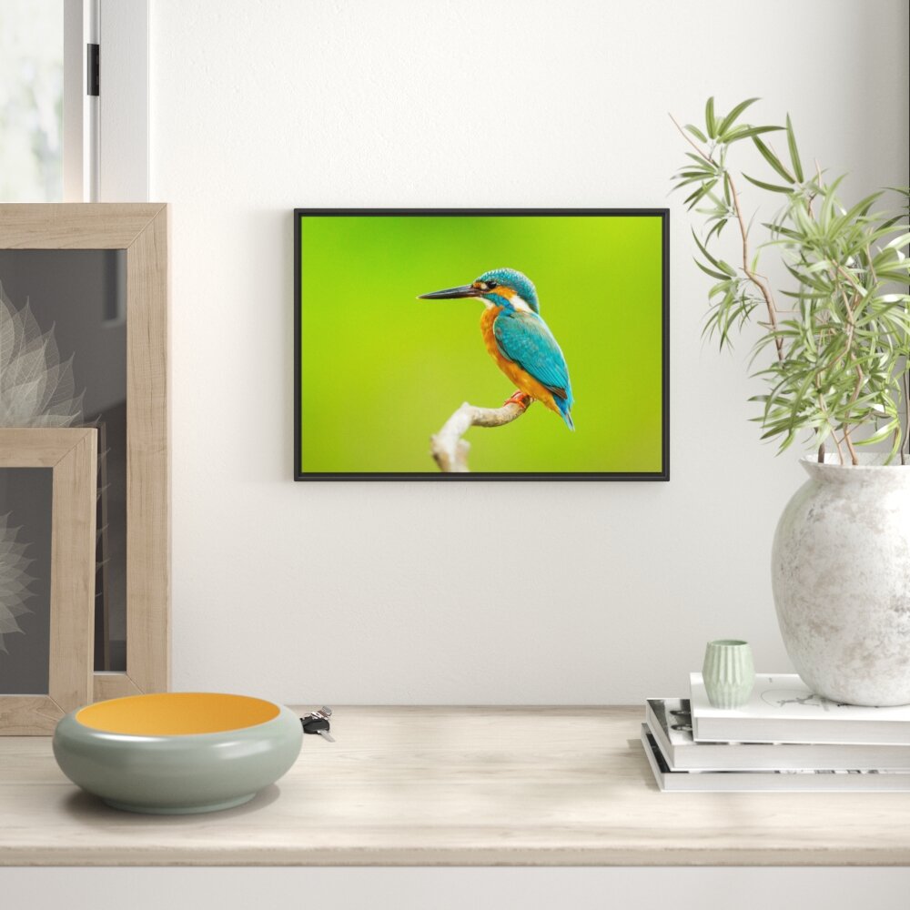 Gerahmter Fotodruck Little Kingfisher