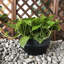 Pot de fleurs Newquay-33044994