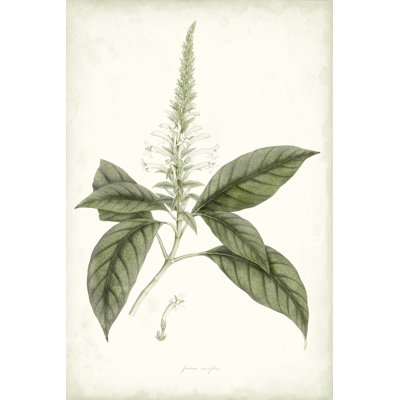 Sauge botanique II
