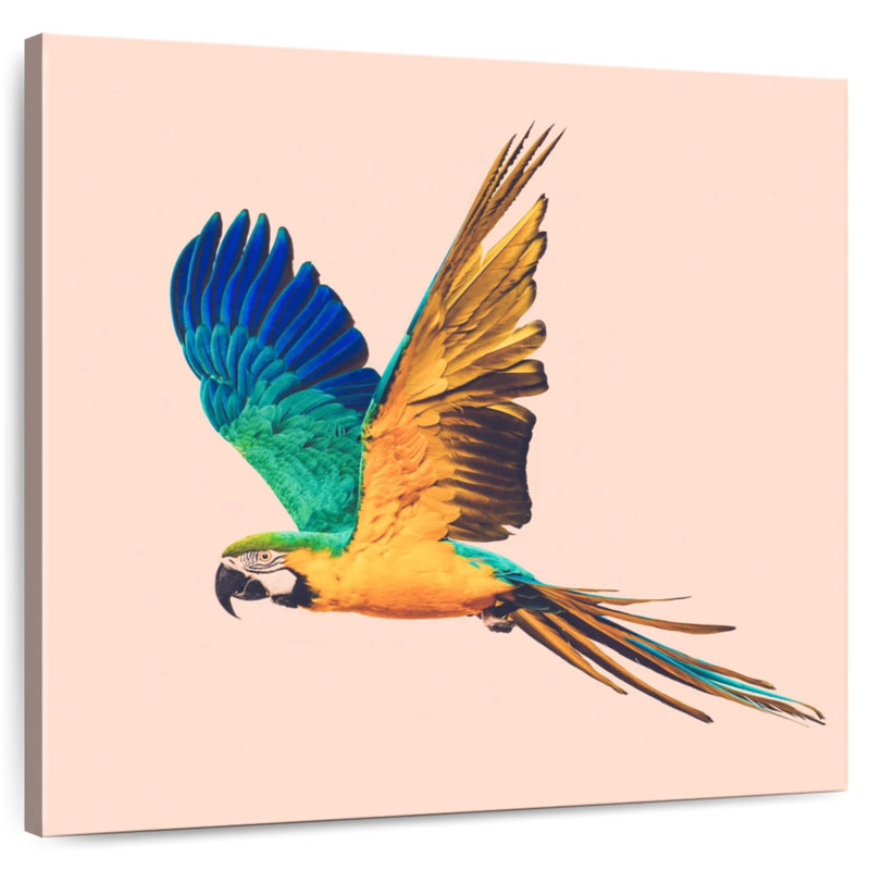 Brampt Macaw Parrot Flying, 33" H x 33" W