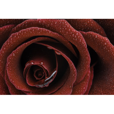 Rose Dew Drops - Wrapped Canvas Print