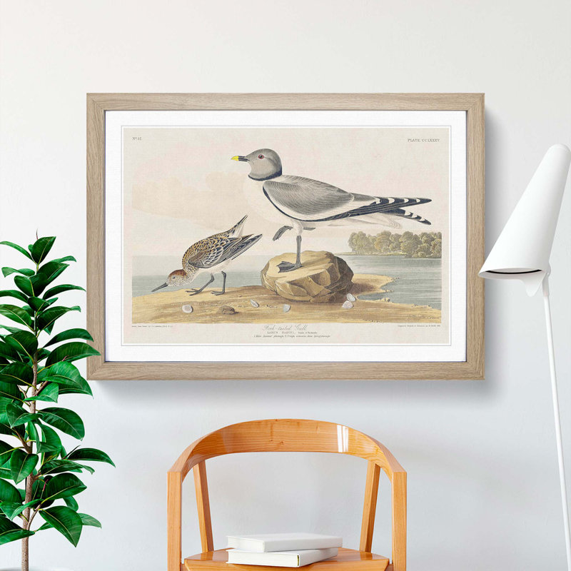 Fork-Tailed Gull by John Audubon - Picture Frame Painting Print, 36cm H x 48cm W x 2cm D, Oak Framed