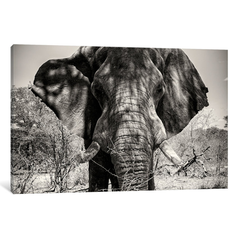 « isard south africa series éléphant », reproduction de photo horizontale sur toile tendue, H 40 po x l 60 po x P 1,5 po