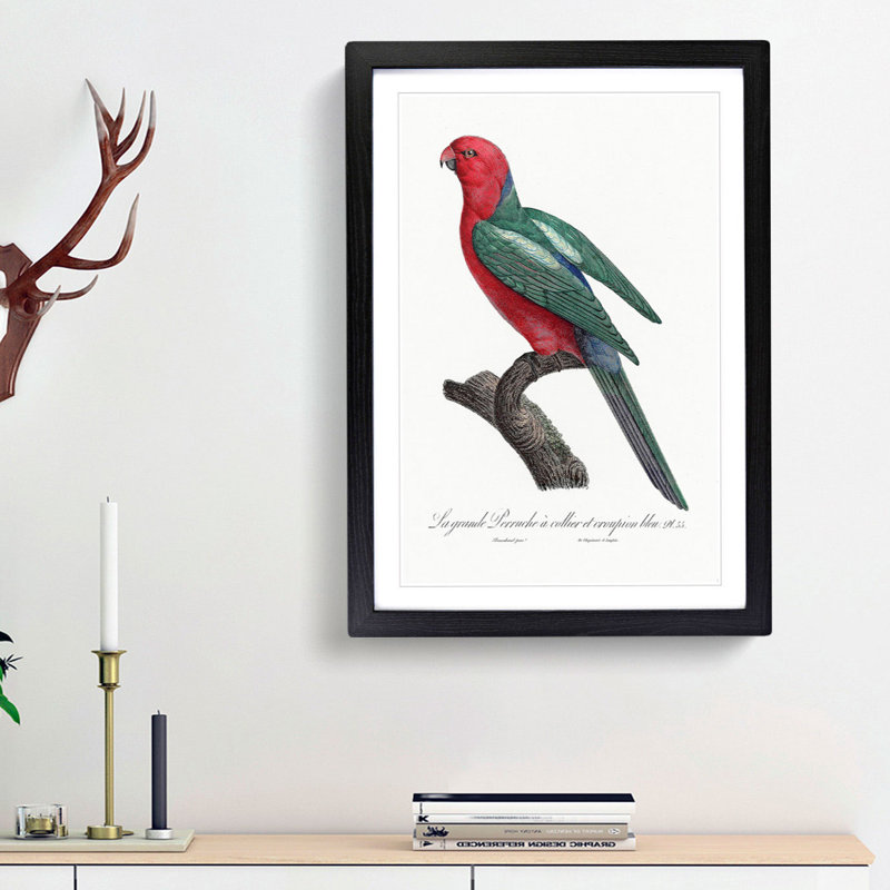 Australian King Parrot by F. Levaillant - Framed Print, 45cm H x 33cm W x 2cm D, Walnut Framed