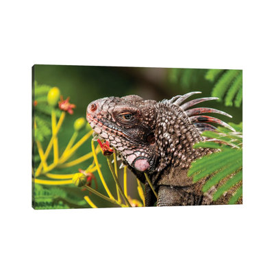 Green Iguana (Iguana Iguana), St. Thomas, Us Virgin Islands. 1 Piece Wrapped Canvas Wall Art