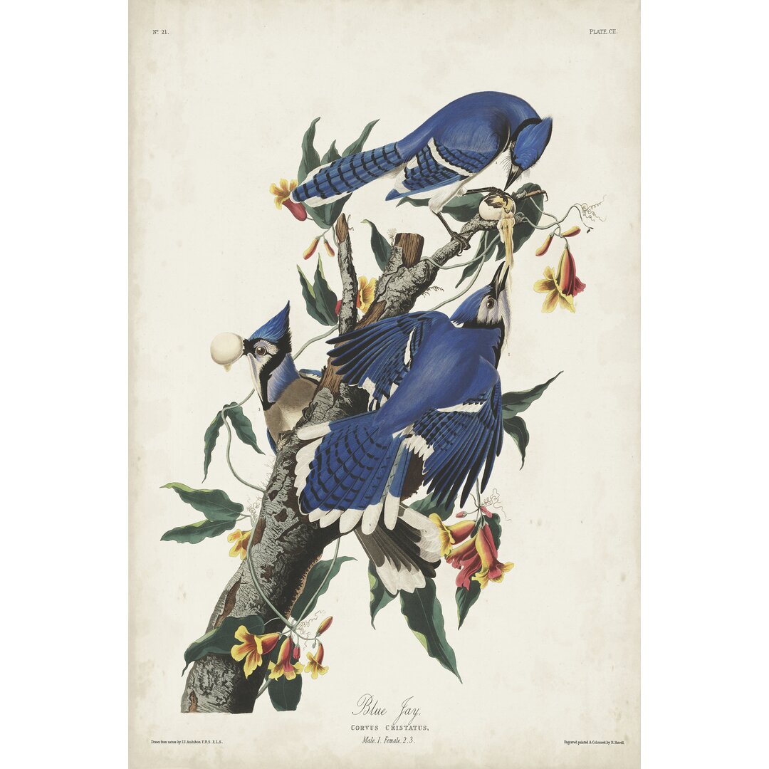 Leinwandbild Pl 102 Blue Jay von John Audubon