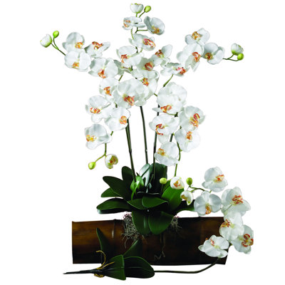 Orchid Arrangement
