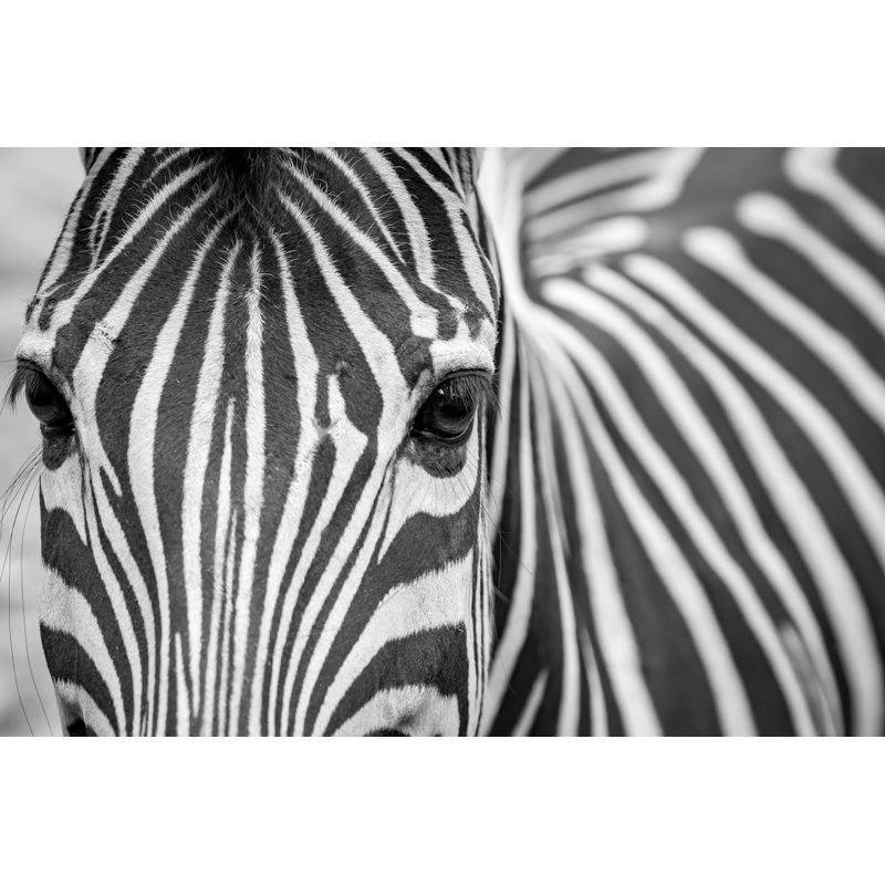 Visage de zèbre - Photographie sur toile tendue, L 12 po x H 8 po