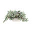 Tradescantia en pot de céramique-904079657