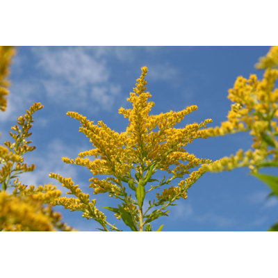 " Bright Yellow Goldenrod "