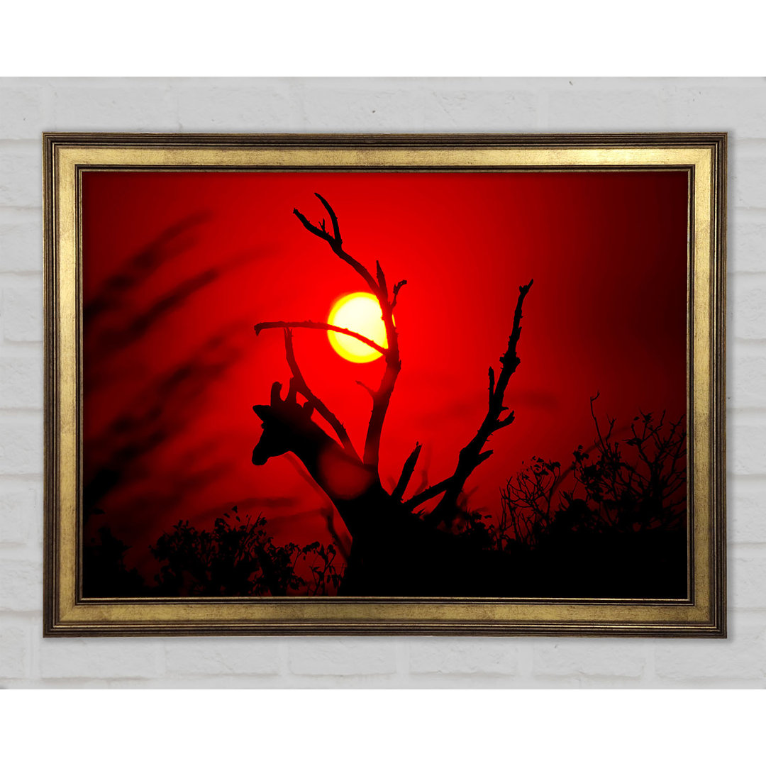 Giraffe bei Sonnenuntergang - Druck