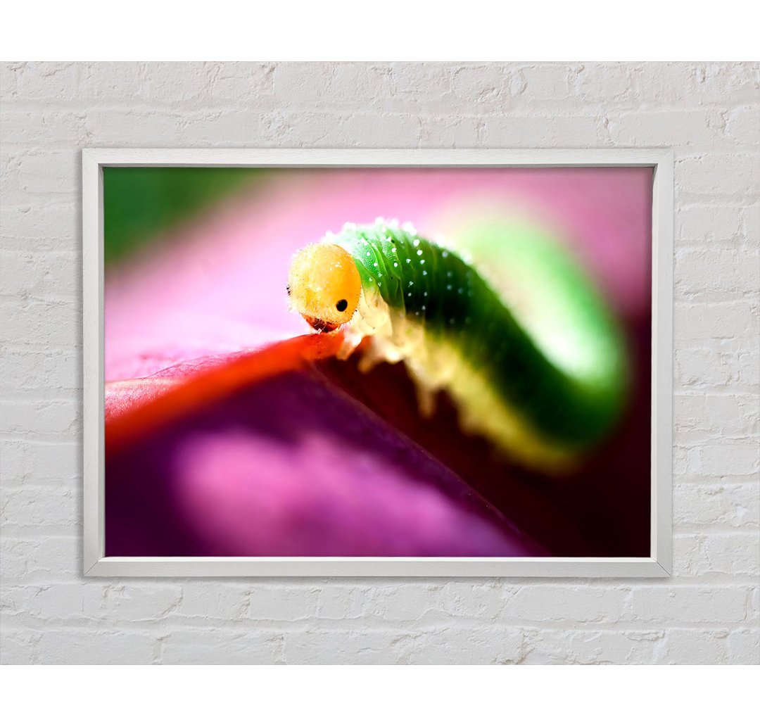 Beautiful Caterpiller Waiting - Einzelbildrahmen Kunstdrucke auf Leinwand