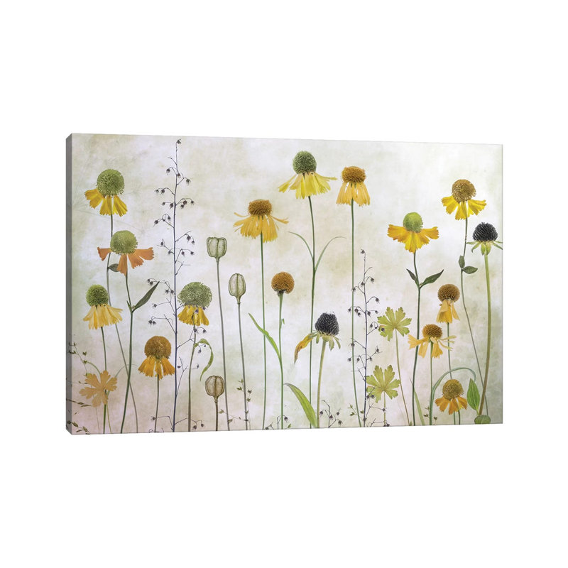 Helenium by Mandy Disher - Print on Canvas, 66.04cm H x 101.6cm W x 1.91cm D, Wrapped Canvas