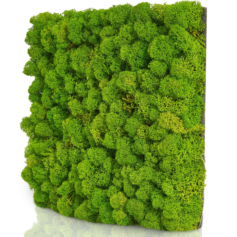 Moospaneele - Moosbild Islandmoos - Mooswand Selber Machen | Flex - 25 X 25, 25cm H x 25cm W x 4 cm D