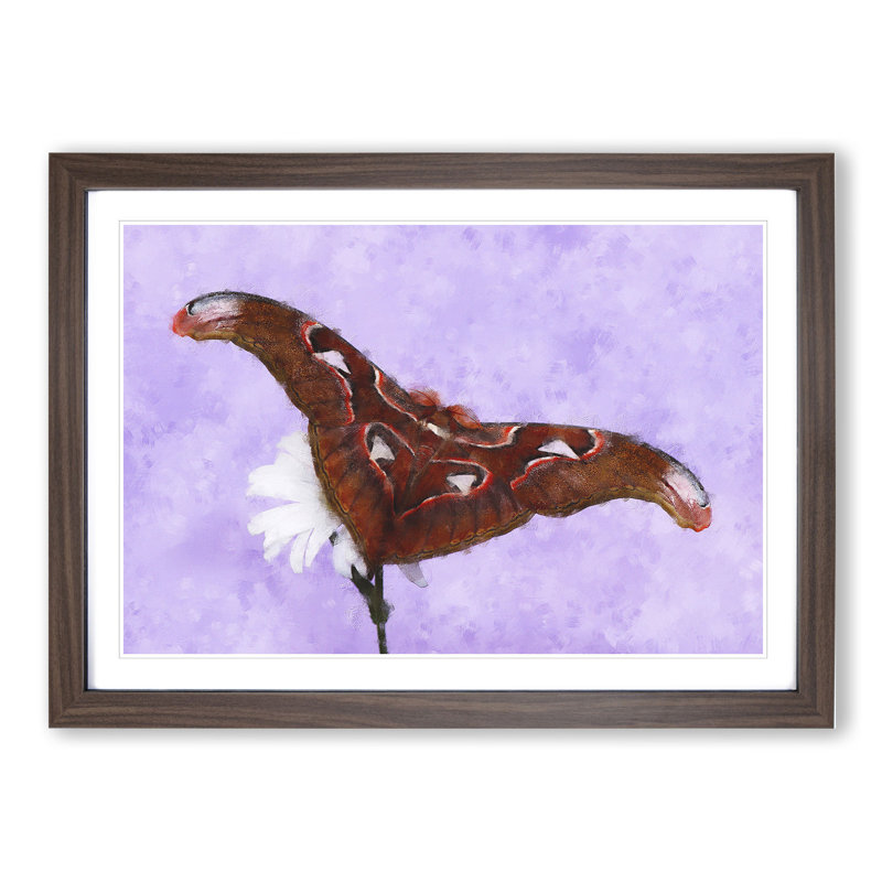 Moth on a White Flower - Framed Print, Walnut Framed, 27cm H x 36cm W x 2cm D