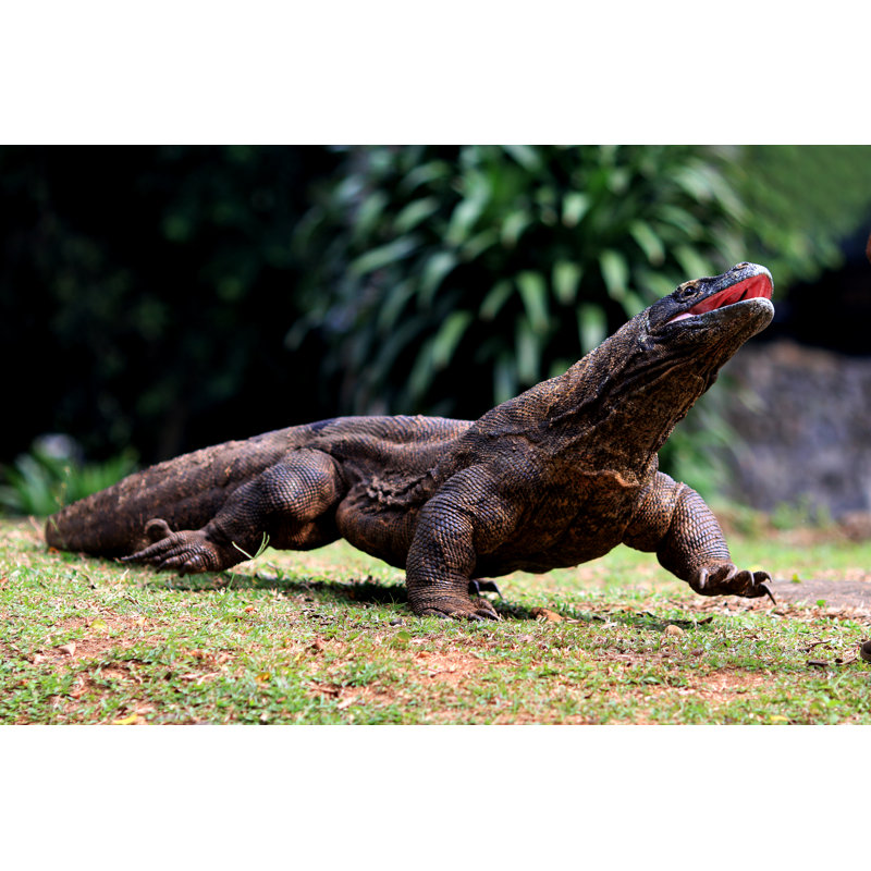 Komodo Dragon by Yamtono_Sardi - No Frame Print on Canvas, 30cm H x 46cm W