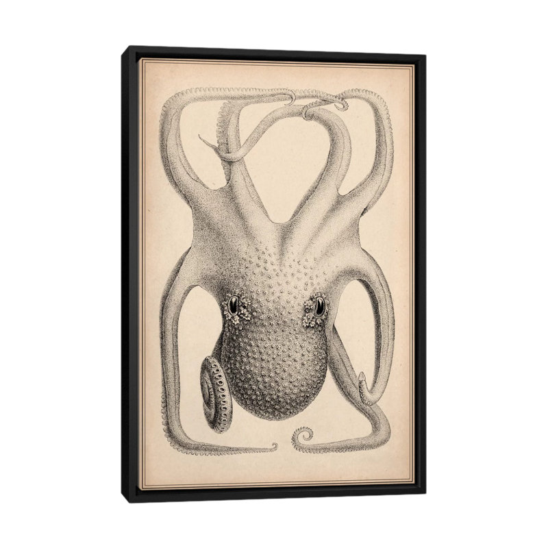 « cephalopoda of the hawaii îles » par stillman, impression sur toile, Toile avec cadre noir, Pas de tapis