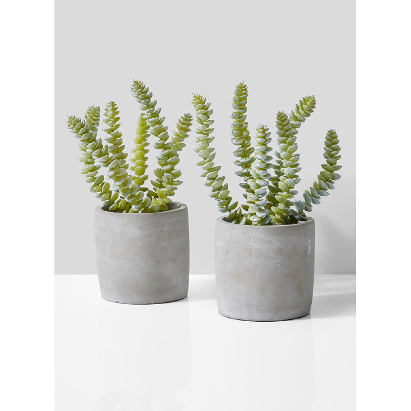 Ensemble de pots de plantes succulentes