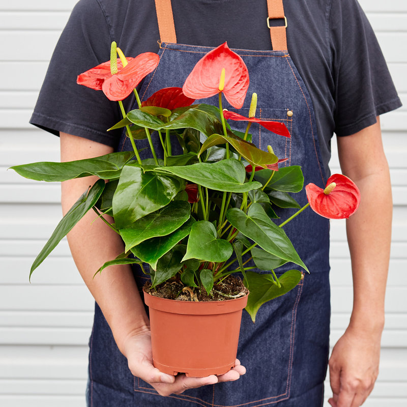 House Plant Shop Live Foliage Plant