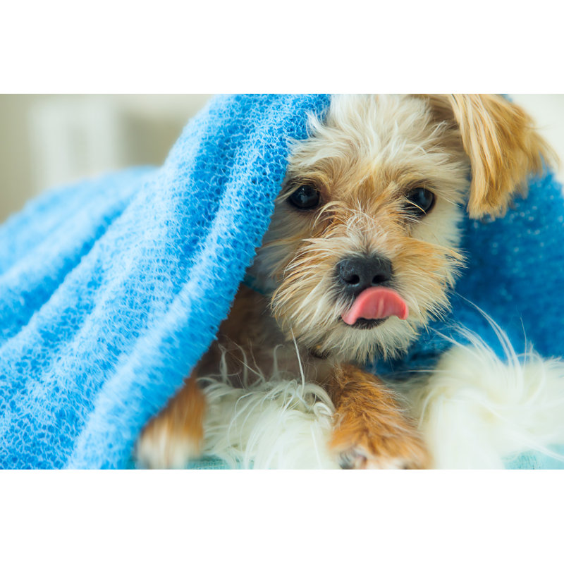 Golden Yorkshire Terrier by ChristopherBernard - No Frame Art Prints on Canvas, 51cm H x 76cm W