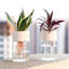 Mini vase de bureau en PET transparent