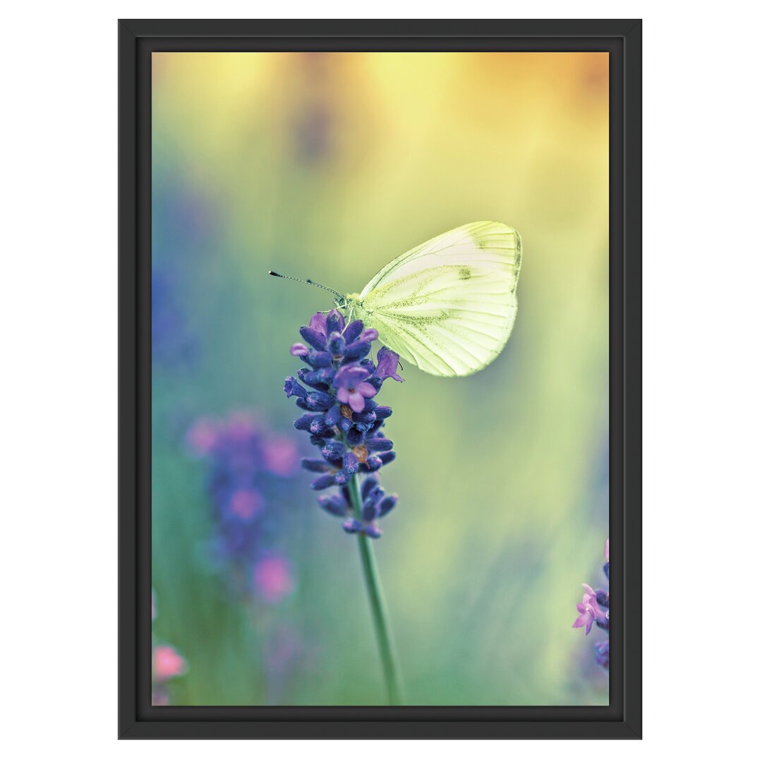 Gerahmtes Wandbild Schmetterling auf Lavendel