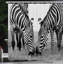 Ensemble de rideau de douche et crochets Animal-44248476