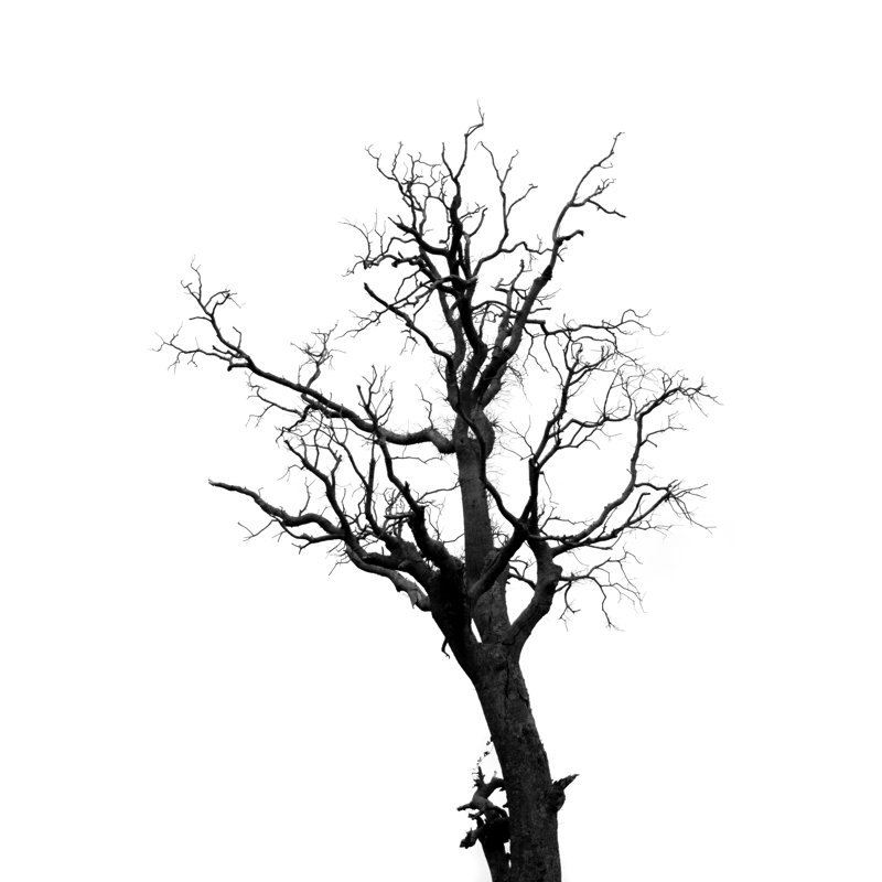 " Dead Trees ", 12" H x 8" W  