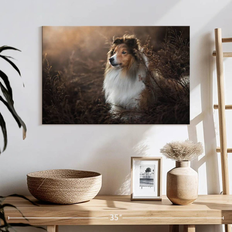 Bramelt, magnifique sheltie, H 16 po x l 24 po