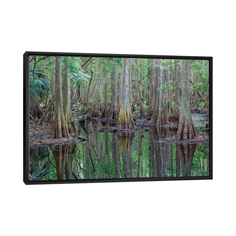 printable swamp pictures