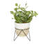 16.4'' Faux Sanchezia Plant in Pot