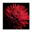 «Red Chrysanthemum on Black» par Tom Quartermaine - impression sur toile tendue-1487860628