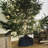 Robust Live Tree Stand