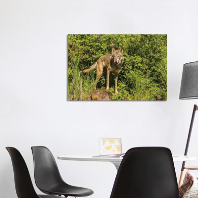 USA, Minnesota, Pine County. Captive gray wolf adult. 1 Piece Wrapped Canvas Wall Art
