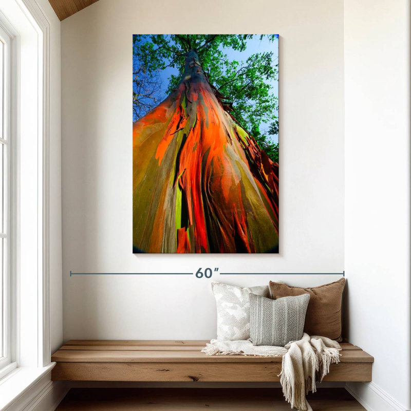 Eucalyptus arc-en-ciel, H 48 po x l 32 po