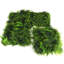 Plante de 20 po-716148261