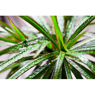 Nedret Dracena Marginata - photographie sur toile tendue
