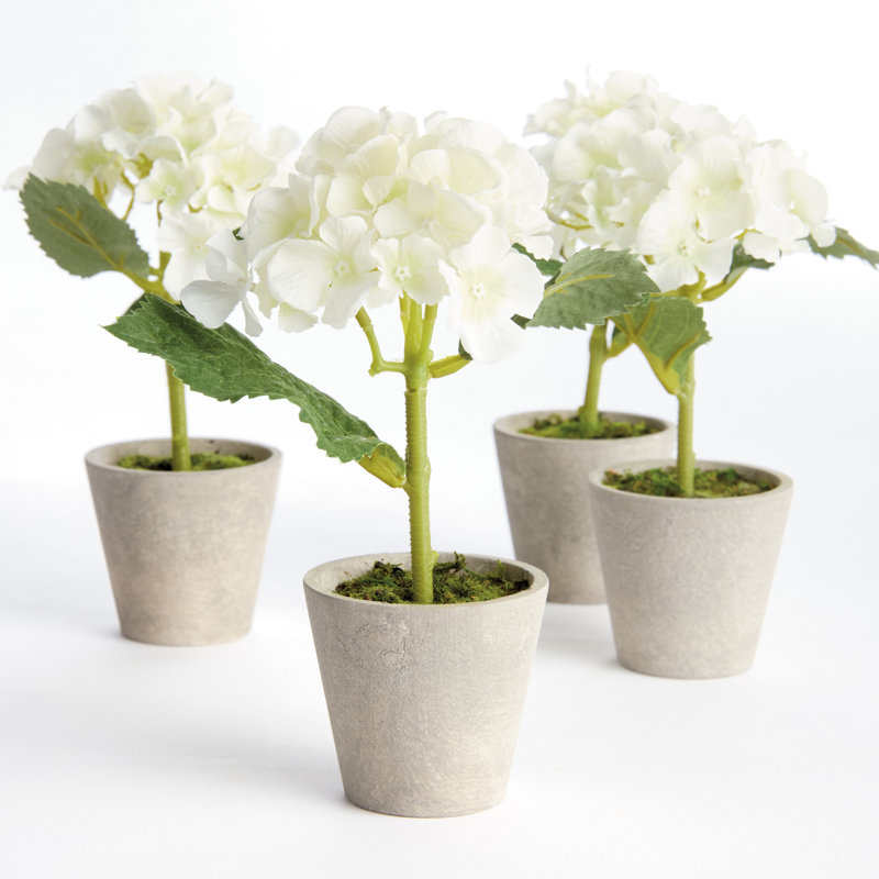 Ensemble de 4 mini pots hydrostatiques 8 po, Rose