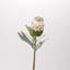 Flower Protea Stem
